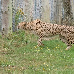 cheetah 2 08/10