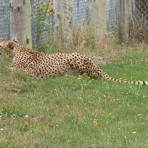 cheetah 3 08/10