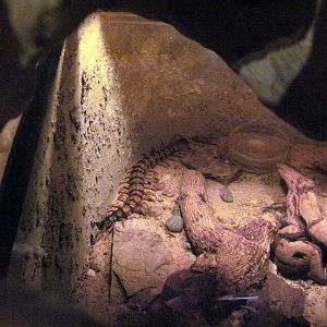 Insectarium-Sonoran Centipede