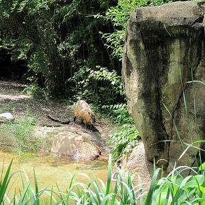 River's Edge-Capybara