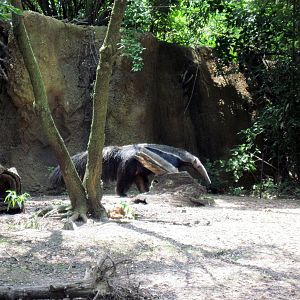 River's Edge: Giant Anteater