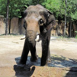 River's Edge-Asian Elephant