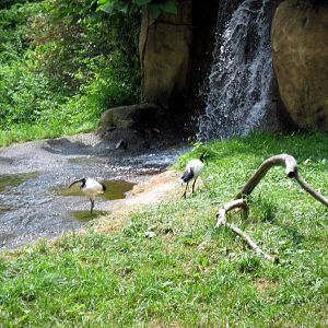 River's Edge-Sacred Ibis