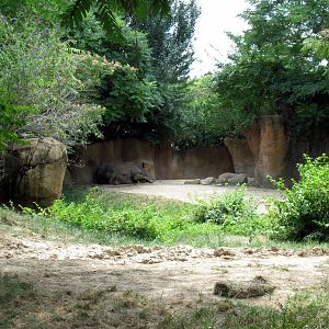 River's Edge-Black Rhino