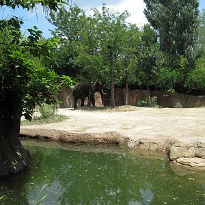 River's Edge-Asian Elephant