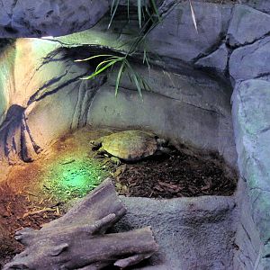 Herpetarium-Asian Turtle