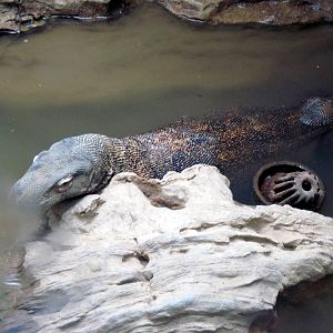 Herpetarium-Komodo Dragon