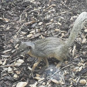 Narrow striped mongoose