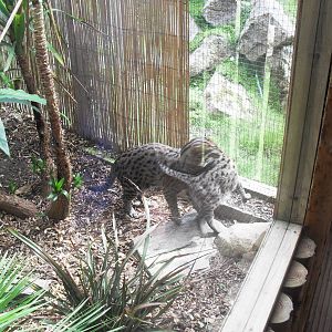 Fishing cat and kitten