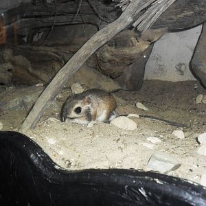 Merriams kangaroo rat