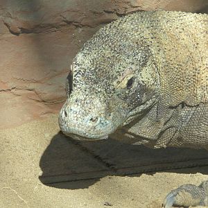 Komodo Dragon