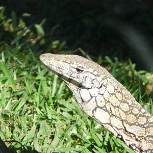 Perentie