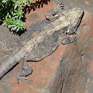 Bearded Dragon