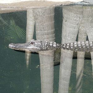 American alligator