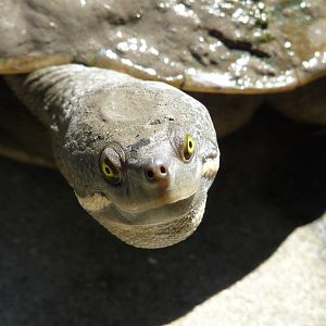 Eastern snake-necked turtle