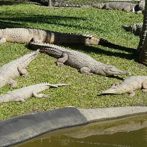 Freshwater crocodiles