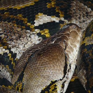 Reticulated python