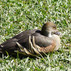 Plumed whistling-duck