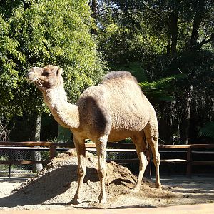 Dromedary