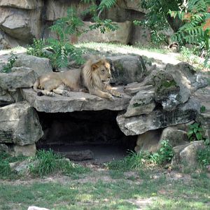 Big Cat Country-Lion