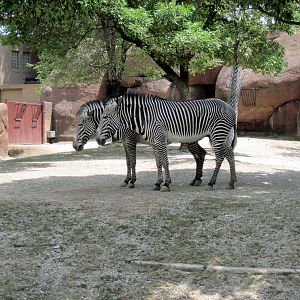Red Rocks-Grevy's Zebra