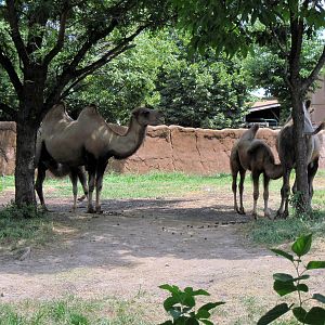 Red Rocks-Bactrian Camel