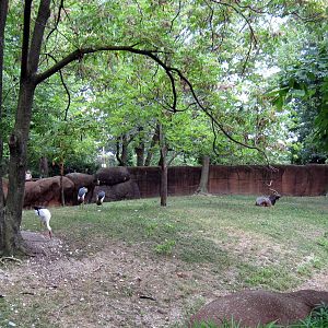 Red Rocks- African Crowned Crane, Nyala, and White Cranes
