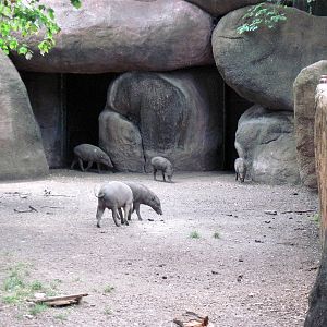 Red Rocks-Babirusa