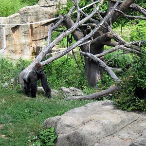 Lipton Fragile Forest-Western Gorilla