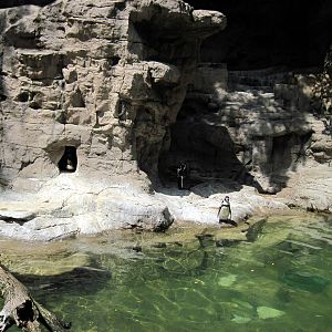 Penguin and Puffin Cove-Humboldt Penguins