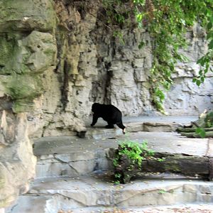 Bear Grottos-Spectacled Bear