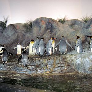 Penguin and Puffin Cove-Penguins