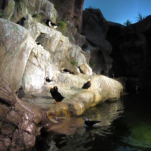 Penguin and Puffin Cove-Puffins