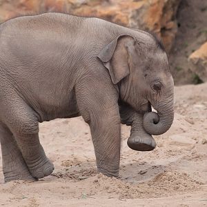 Nayan Does the Elephant Hokey Cokey