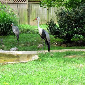 Crane Line-Wattled Crane