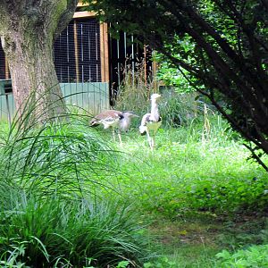 Bird House-Kori Bustard