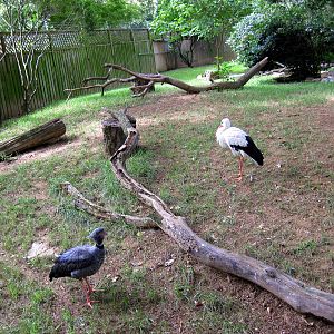 Bird House-Crested Screamer and White Stork