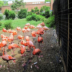 Bird House-Flamingos