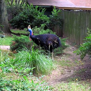 Bird House-Cassowary