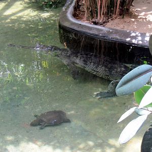 Reptile House-Gharial