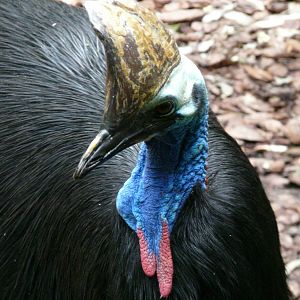 Cassowary
