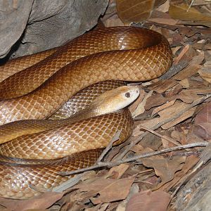 Taipan