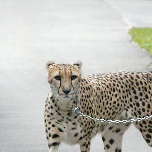 Cheetah on walk