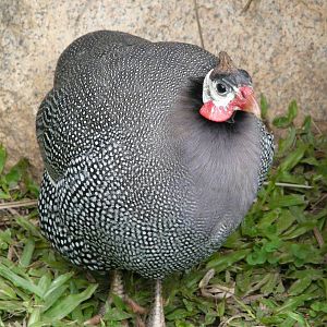 Guineafowl