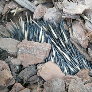 Echidna burying itself in bark