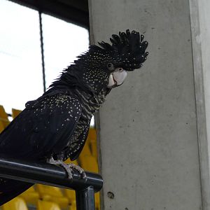Black cockatoo