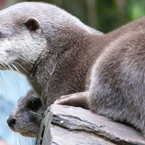 Small-clawed otters