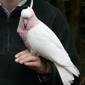 Major Mitchell's cockatoo