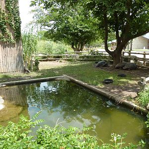 Aldabra Tortoise Enclosure