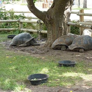 Aldabra Tortoises